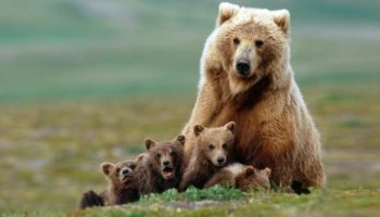 Как российские медвежата удивили ученых живучестью и патриотизмом