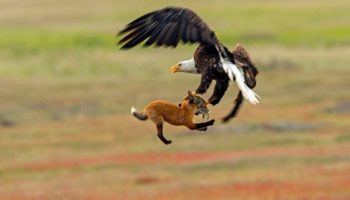 Как орел и лиса не смогли поделить добычу: фотографии схватки