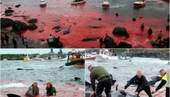 Ежегодное убийство дельфинов-гринд возле Фарерских островов